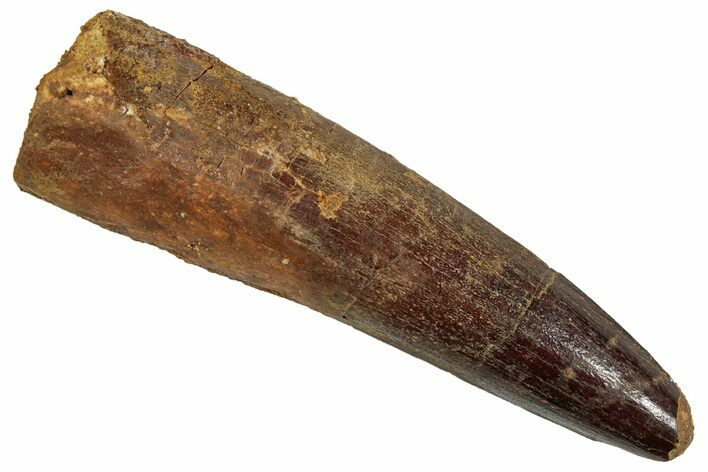 Fossil Spinosaurus Tooth - Real Dinosaur Tooth #242230